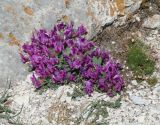 Oxytropis triphylla. Цветущие растения. Иркутская обл., оз. Байкал, о. Ольхон, мыс Саган-Хушун, подножие скалы, щебенистая осыпь. 09.06.2017.