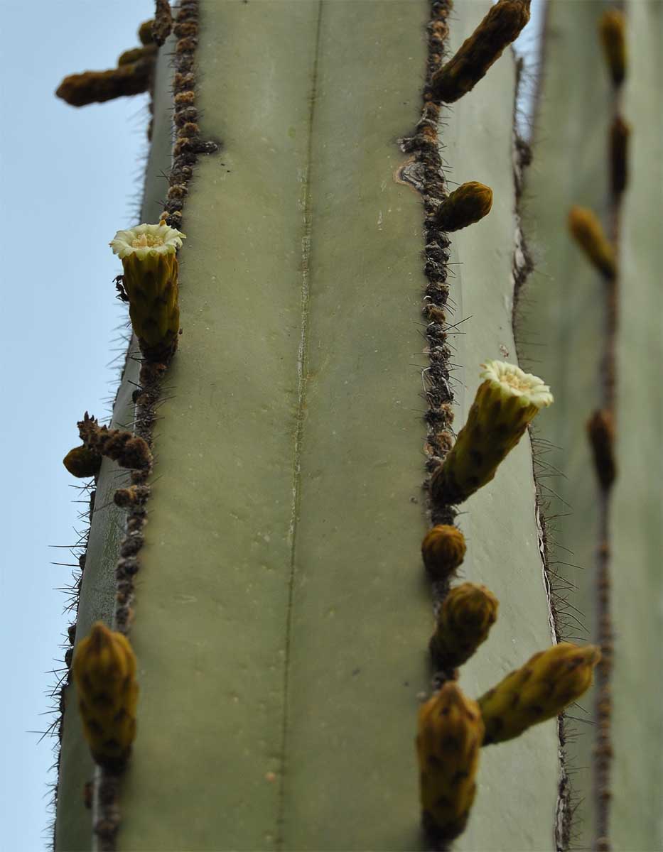 Изображение особи Pachycereus marginatus.