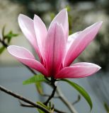 Magnolia × soulangeana