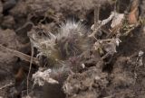 Pulsatilla tatewakii
