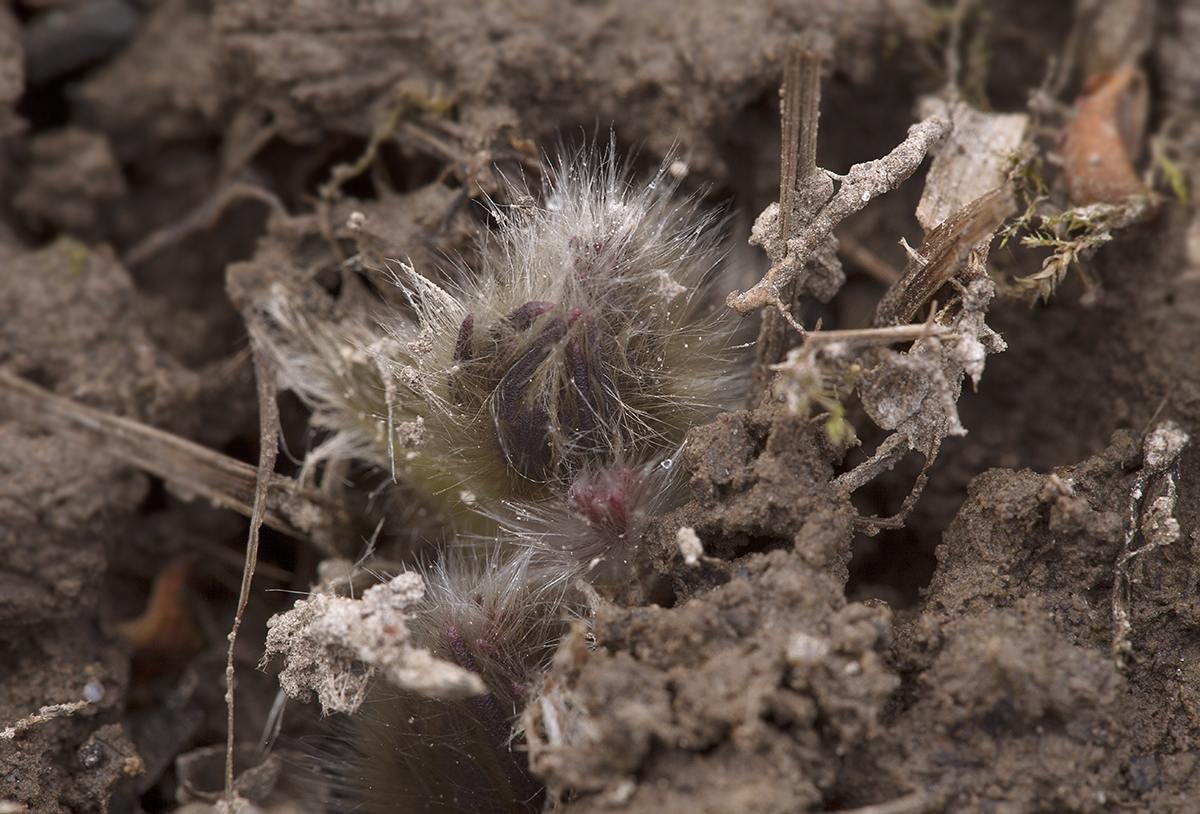 Изображение особи Pulsatilla tatewakii.