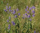 Veronica longifolia