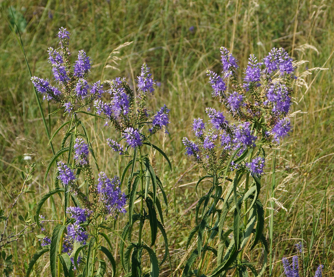 Изображение особи Veronica longifolia.