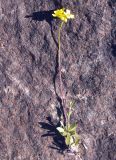 Draba sibirica