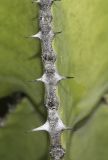 Image of taxon representative. Author is Татьяна Мальчинская