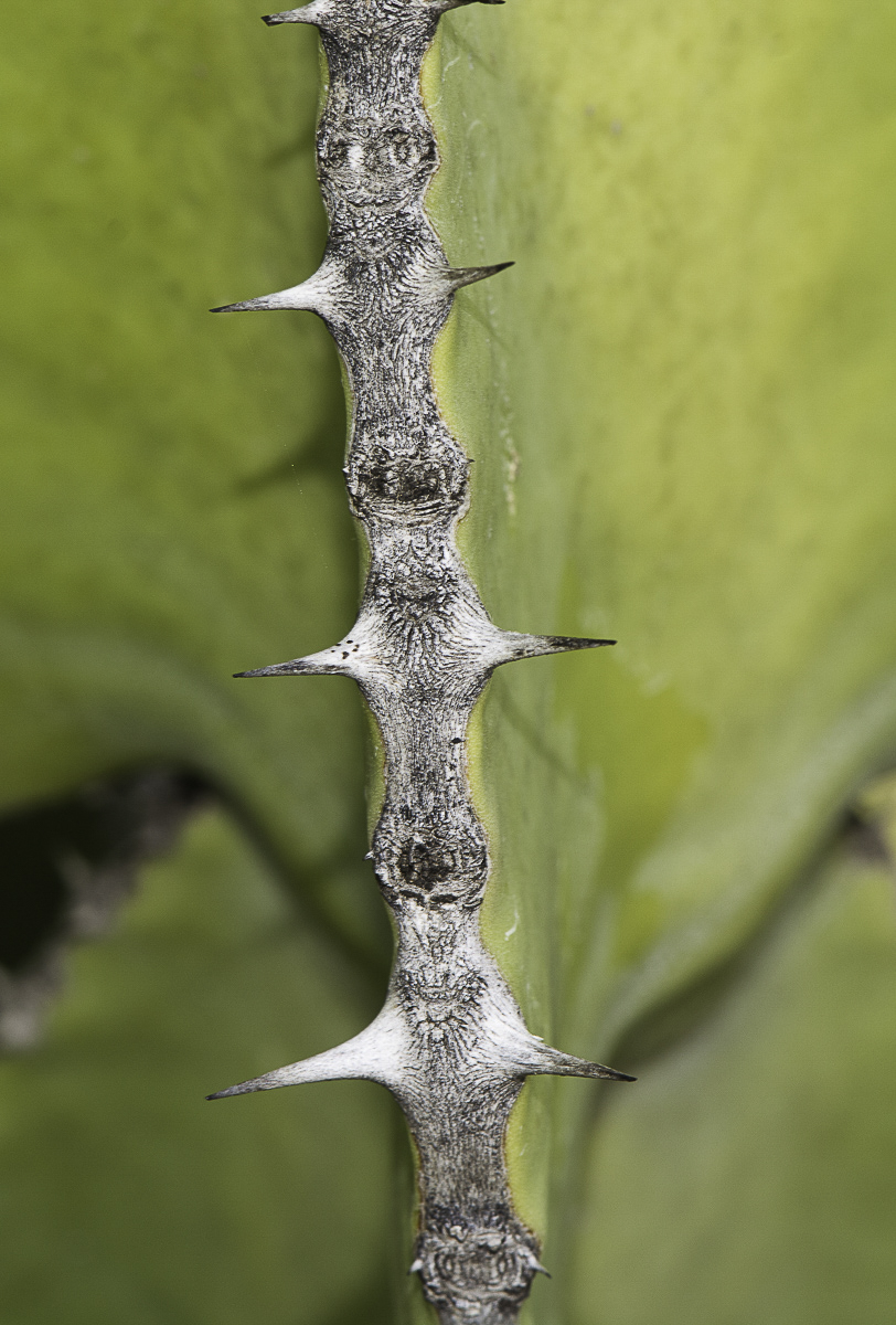 Image of Euphorbia cooperi specimen.