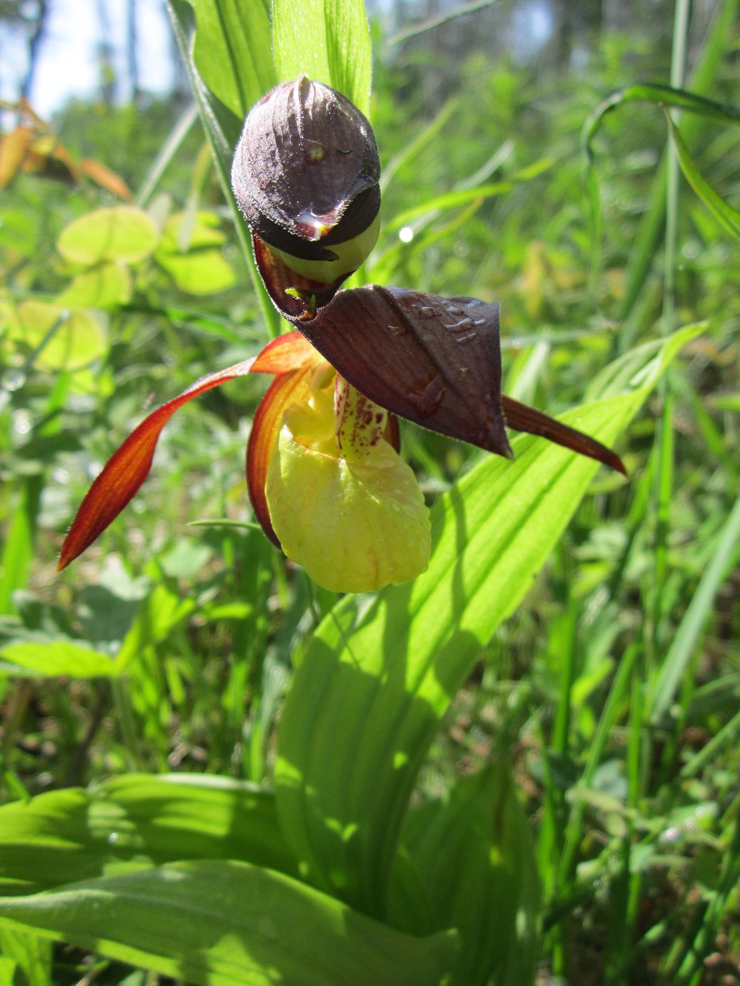 Изображение особи Cypripedium calceolus.