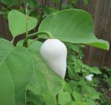 Magnolia sieboldii