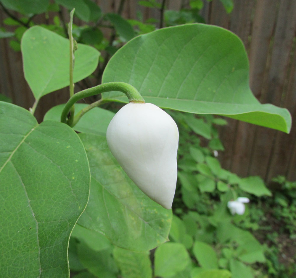Image of Magnolia sieboldii specimen.