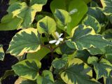 Houttuynia cordata