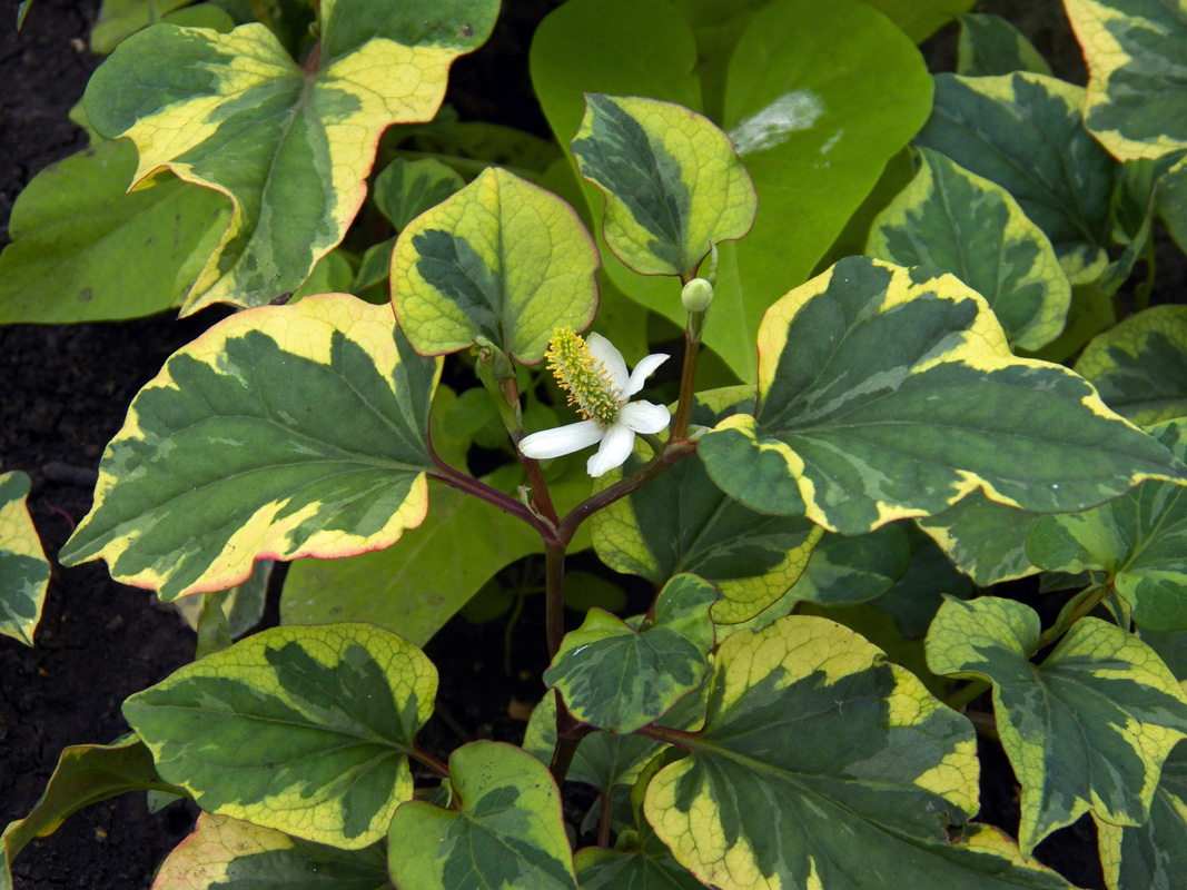 Image of Houttuynia cordata specimen.