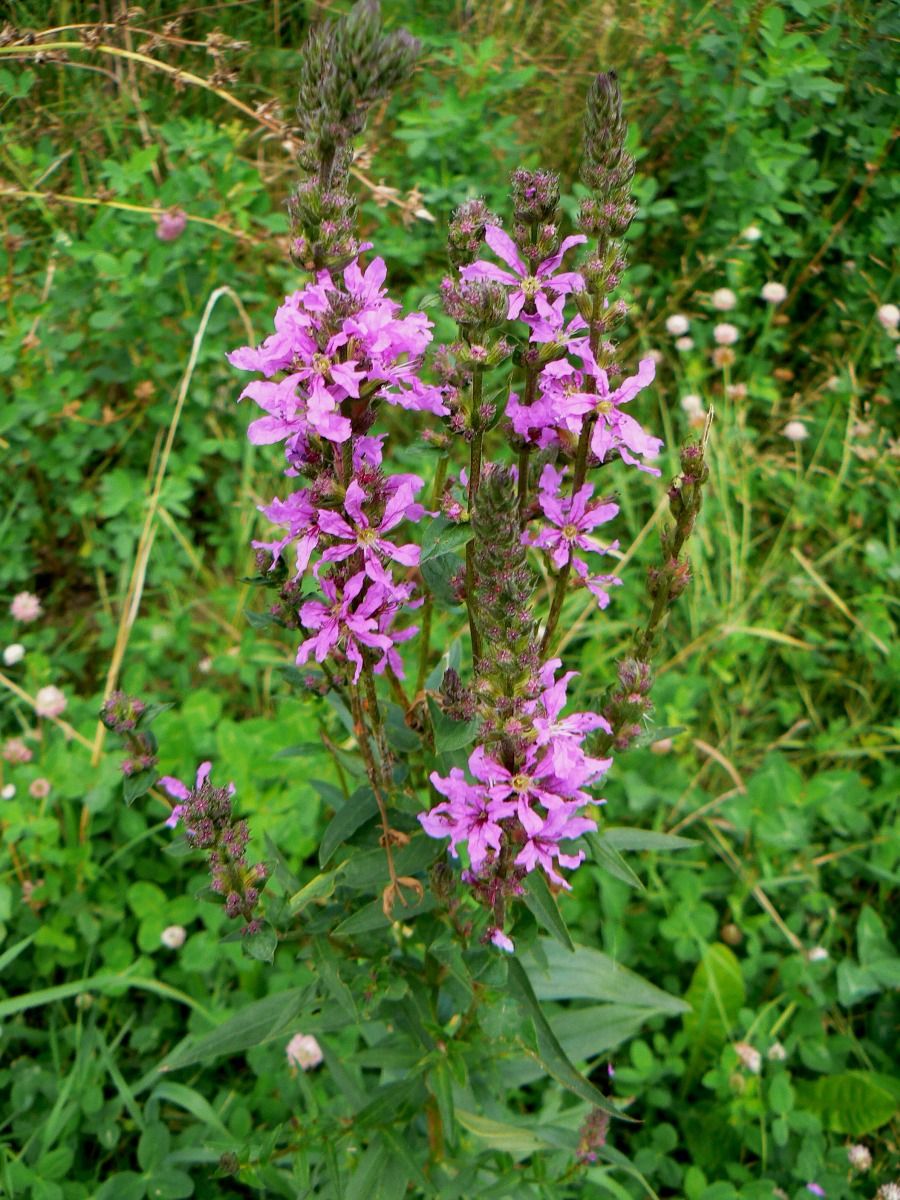 Image of Lythrum salicaria specimen.