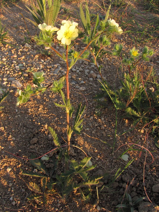 Image of Potentilla recta specimen.