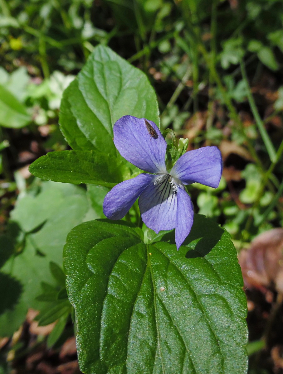 Image of Viola canina specimen.