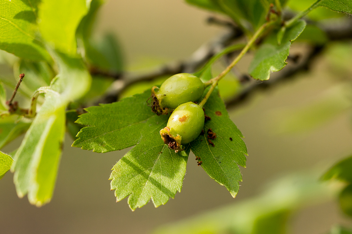 Изображение особи род Crataegus.