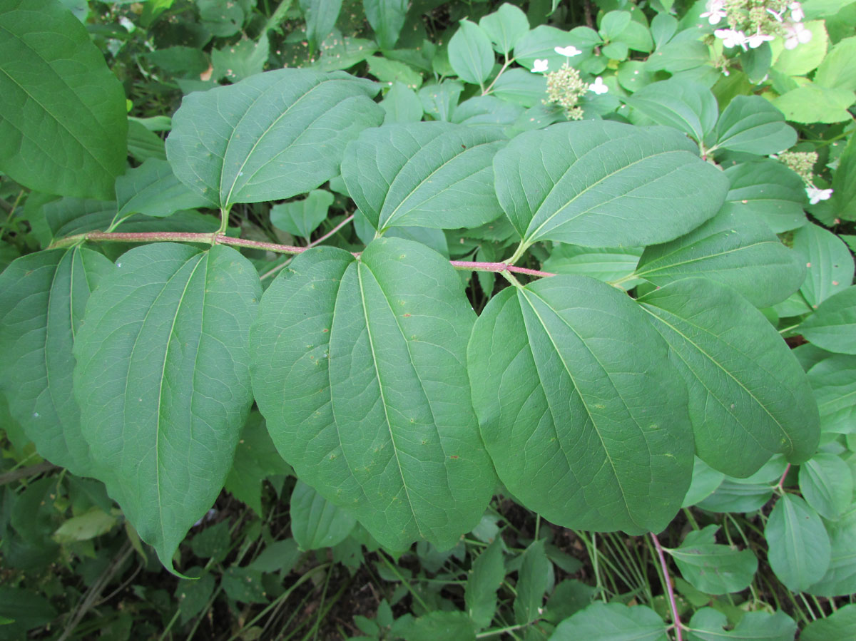 Image of Heptacodium miconioides specimen.