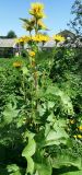 Inula helenium