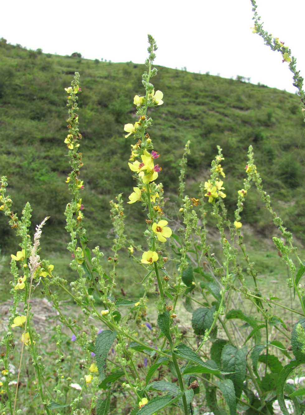 Изображение особи род Verbascum.