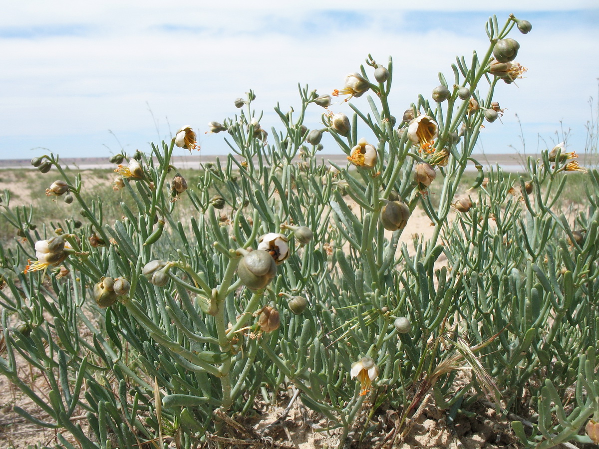 Image of Zygophyllum furcatum specimen.