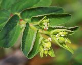 Image of taxon representative. Author is Антон Попович