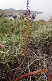 genus Leopoldia