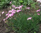 Dianthus pavonius. Цветущее растение. Москва, БС МГУ. 04.06.2010.