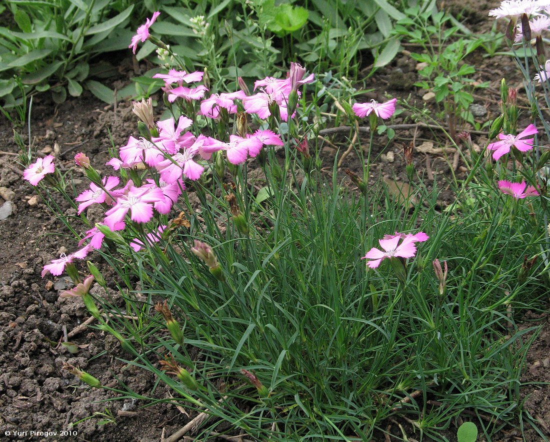 Изображение особи Dianthus pavonius.