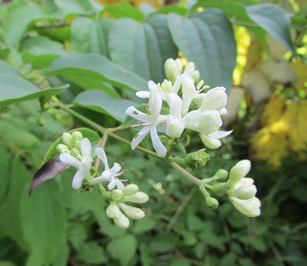 Изображение особи Heptacodium miconioides.