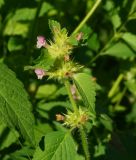 Galeopsis bifida. Верхушка отцветающего побега с заложившимися плодами. Восточный Казахстан, г. Усть-Каменогорск, правый берег р. Иртыш, влажный луг. 31.07.2018.