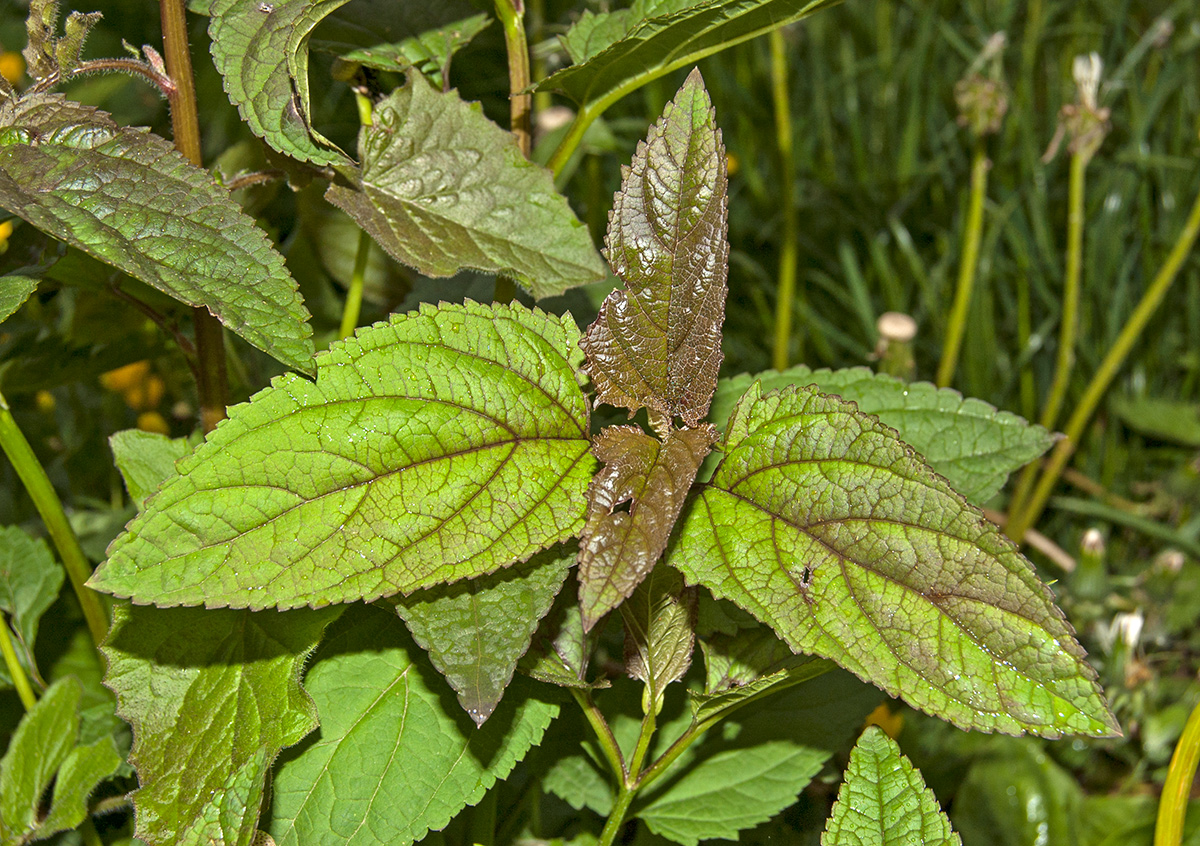 Изображение особи Scrophularia nodosa.