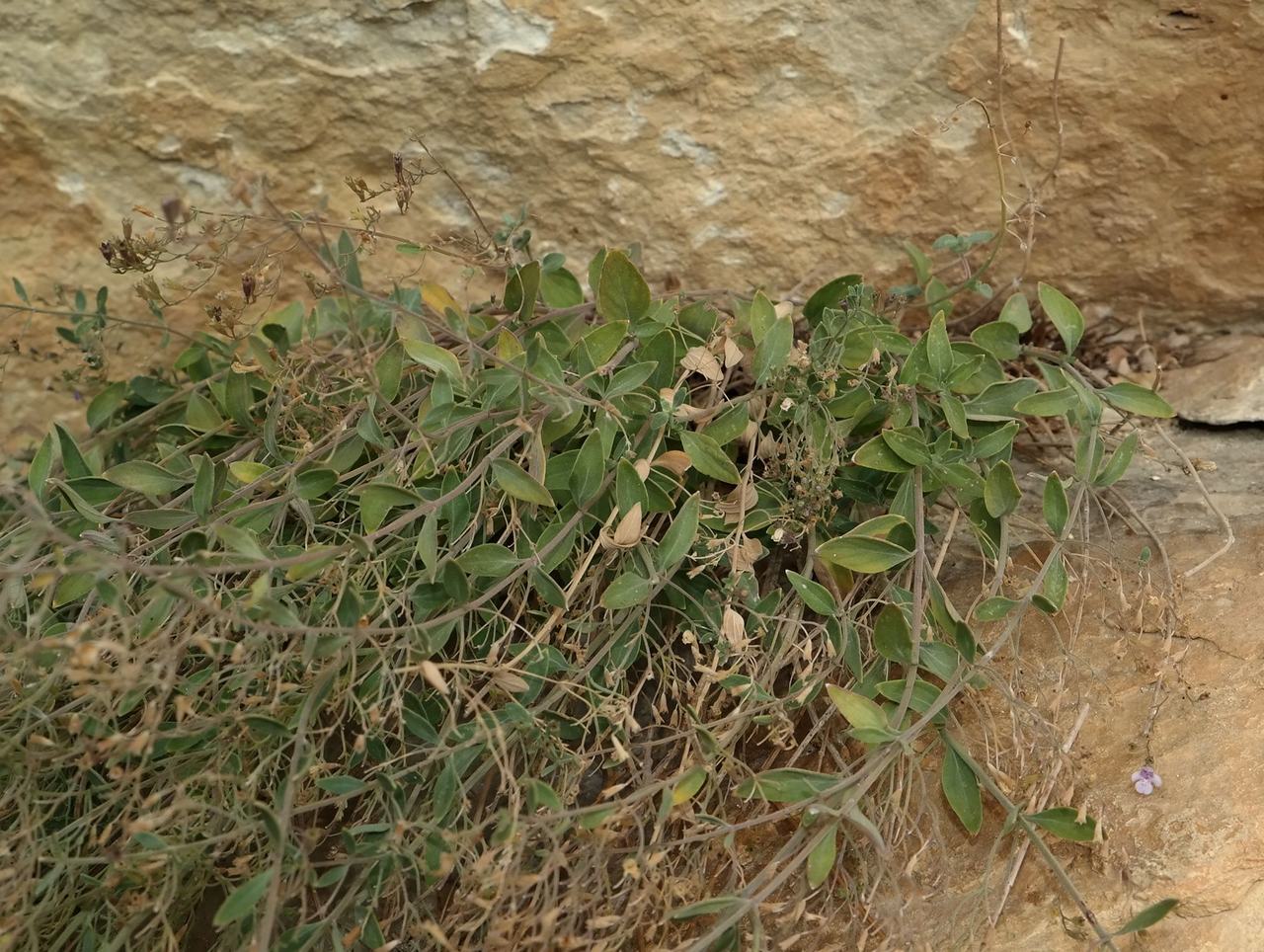 Image of Micromeria serpyllifolia specimen.