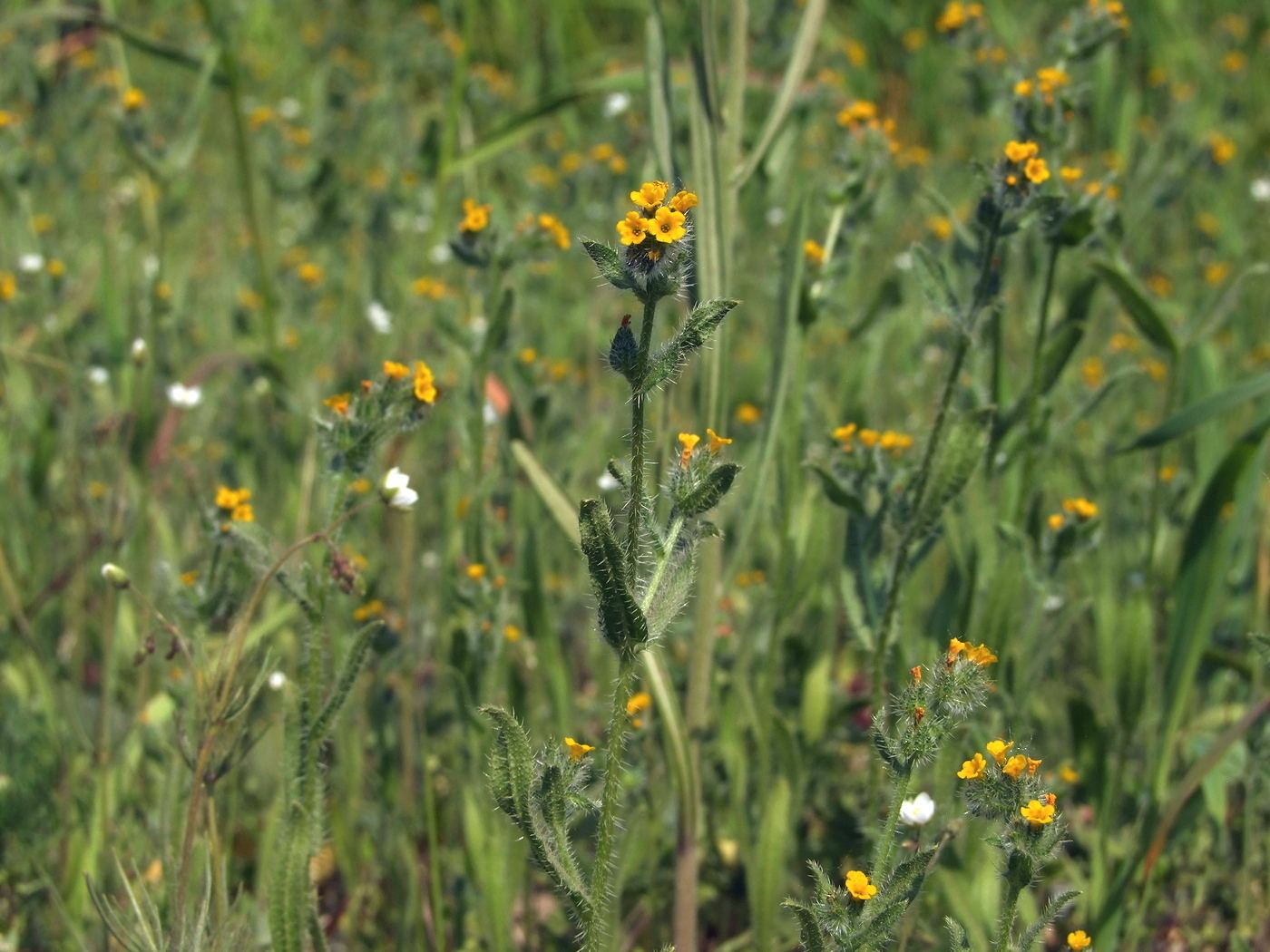 Image of Amsinckia micrantha specimen.