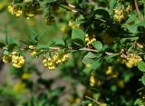 Berberis vulgaris. Часть цветущей веточки с колючками. Восточный Казахстан, г. Усть-Каменогорск, парк Жастар, в культуре. 04.06.2018.