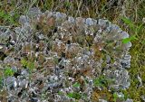 genus Peltigera