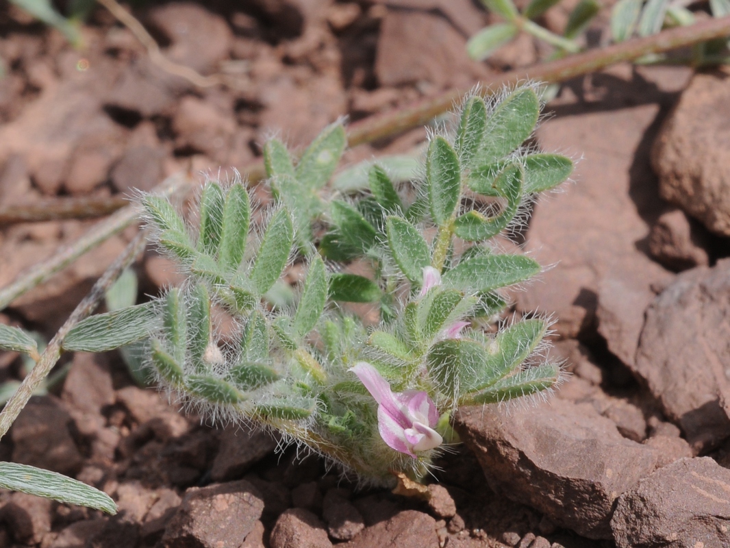 Image of Astragalus stalinskyi specimen.