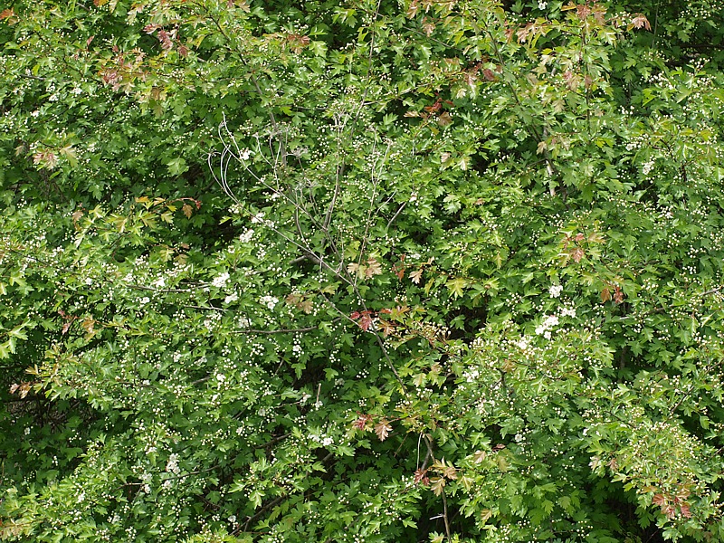 Изображение особи род Crataegus.