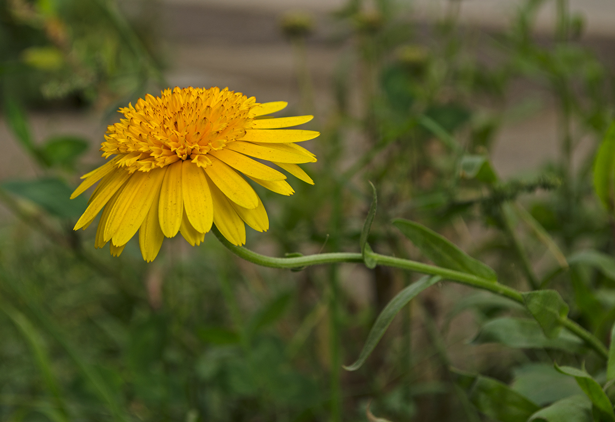 Изображение особи Calendula officinalis.