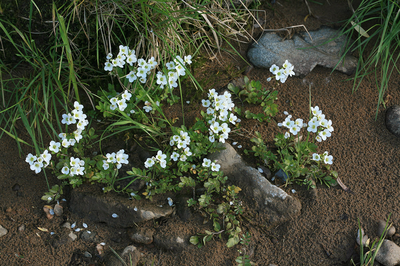 Изображение особи Cardamine prorepens.