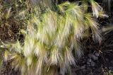 Hordeum jubatum
