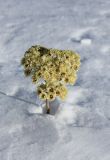 Helichrysum maracandicum. Верхушка сухого растения с соплодиями. Казахстан, Туркестанская обл., Тюлькубасский р-н, окр. с. Жабаглы, хр. Таласский Алатау, ≈ 1300 м н.у.м., каменистый склон восточной экспозиции. 6 января 2019 г.