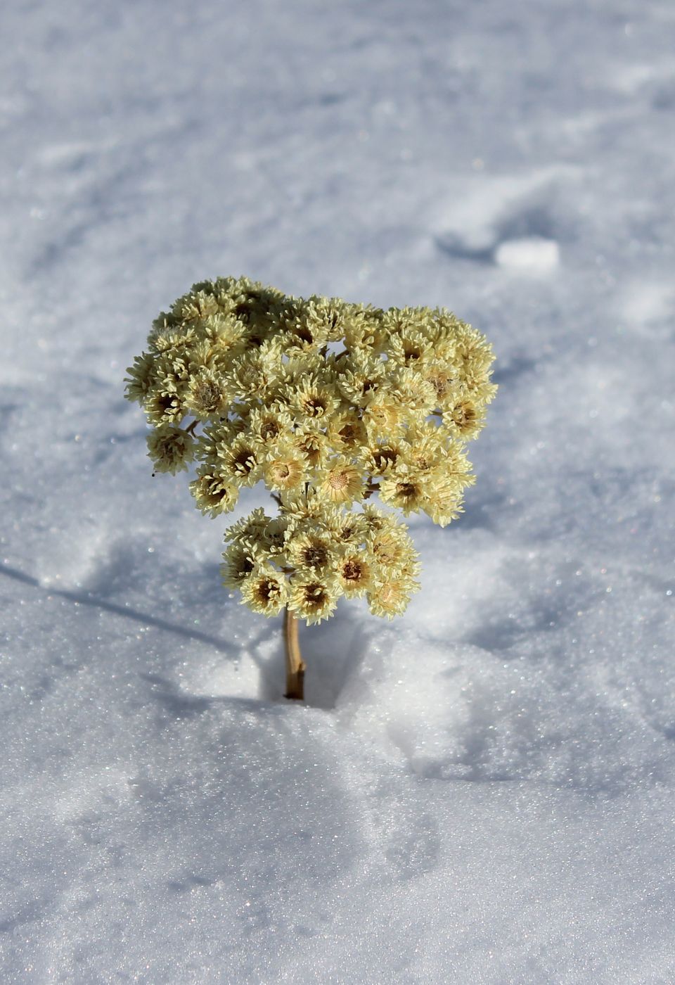 Изображение особи Helichrysum maracandicum.