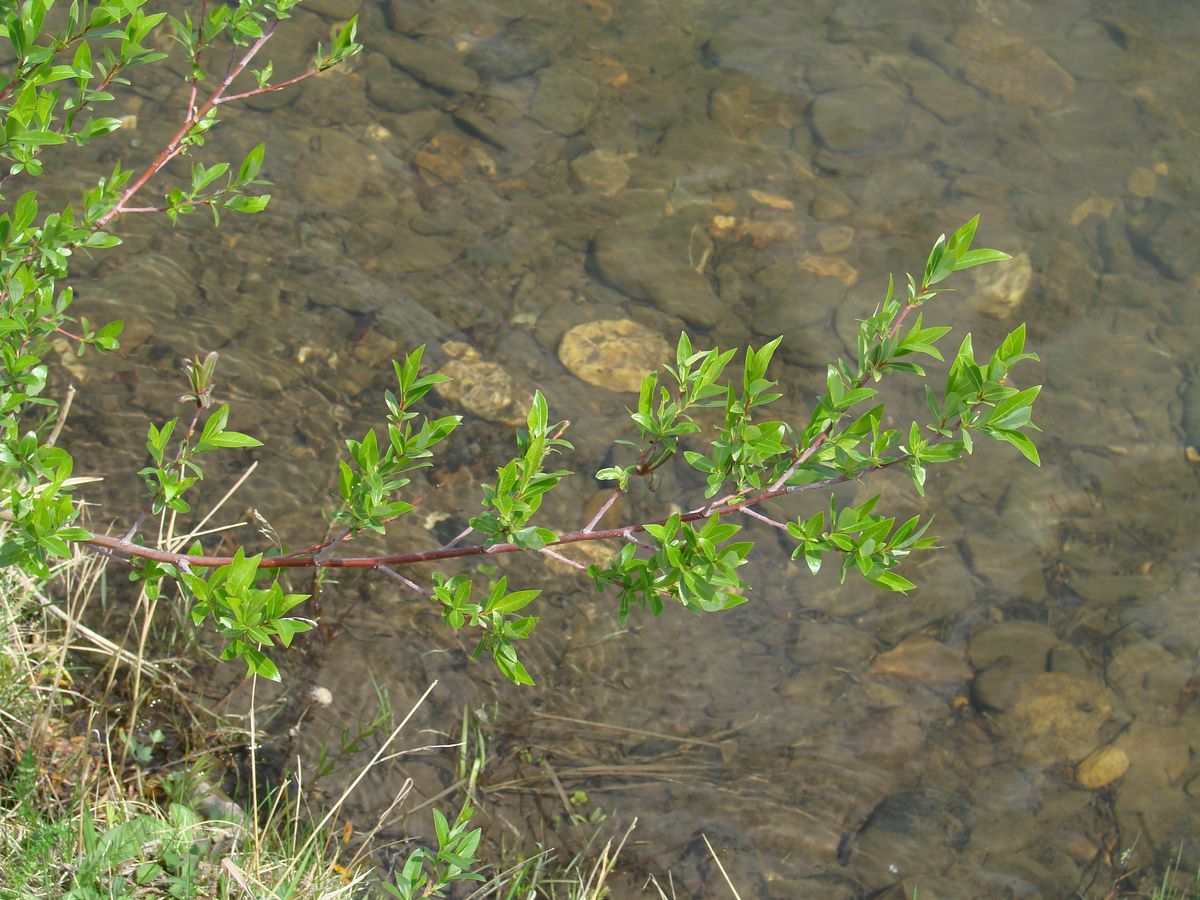 Image of Salix rorida specimen.