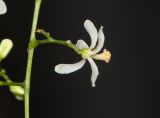 Azadirachta indica