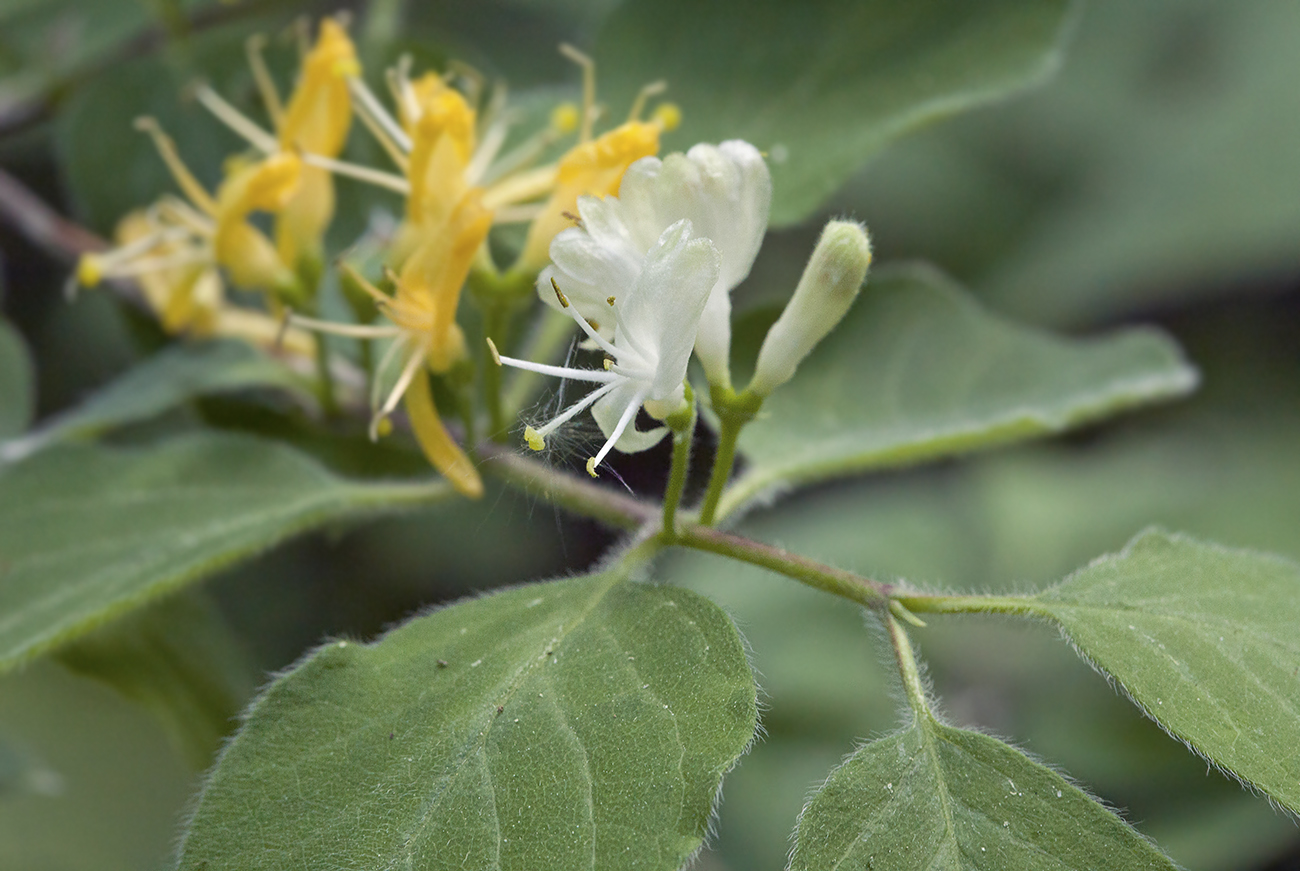 Image of Lonicera xylosteum specimen.