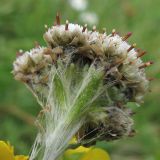 Antennaria carpatica. Тычиночные (мужские) корзинки. Украина, Закарпатская обл., Раховский р-н, хр. Свидовец, ≈ 1800 м н.у.м., альпийское травянисто-кустарничковое сообщество. 2 июля 2010 г.