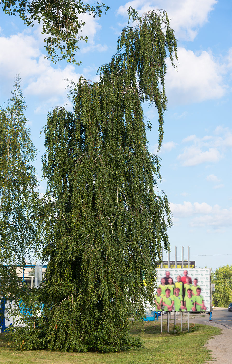 Изображение особи Betula pendula.