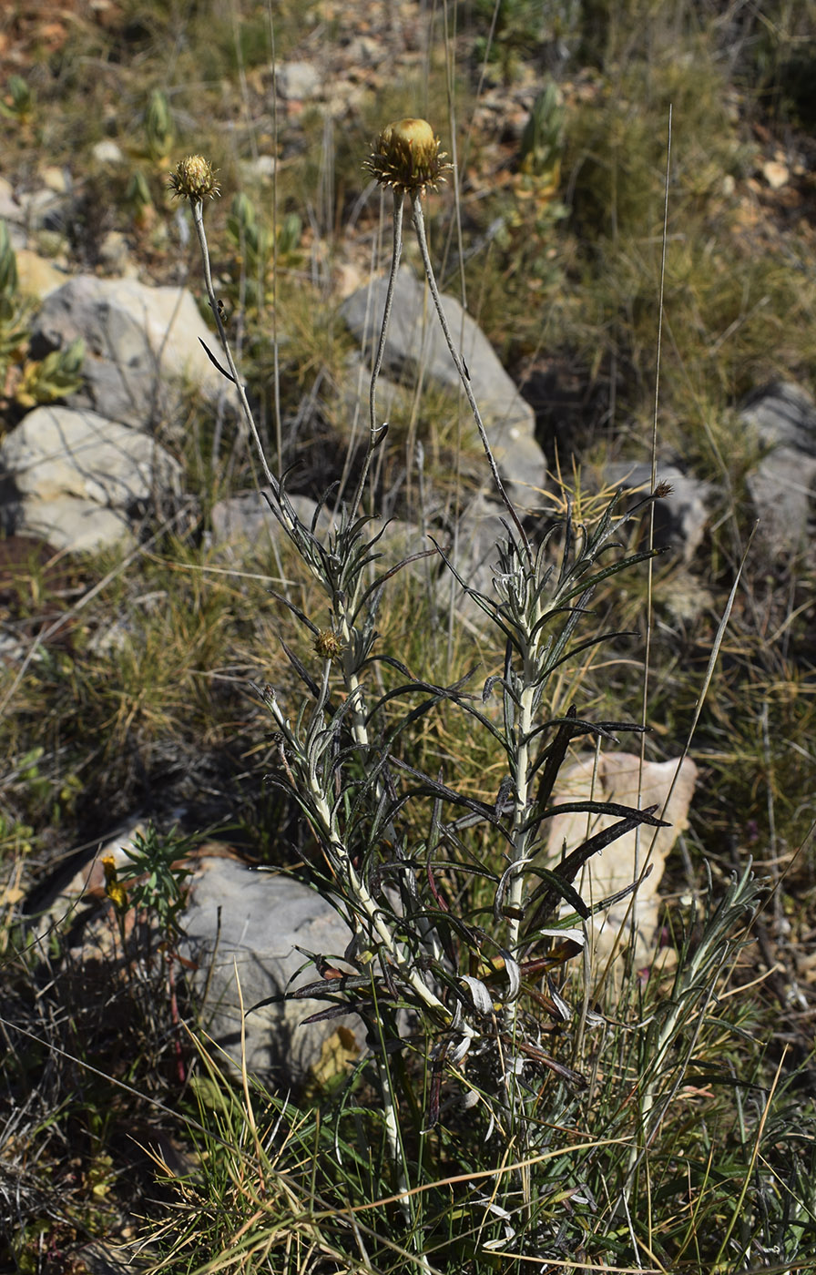Image of Phagnalon saxatile specimen.