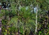 Gymnostoma nobile