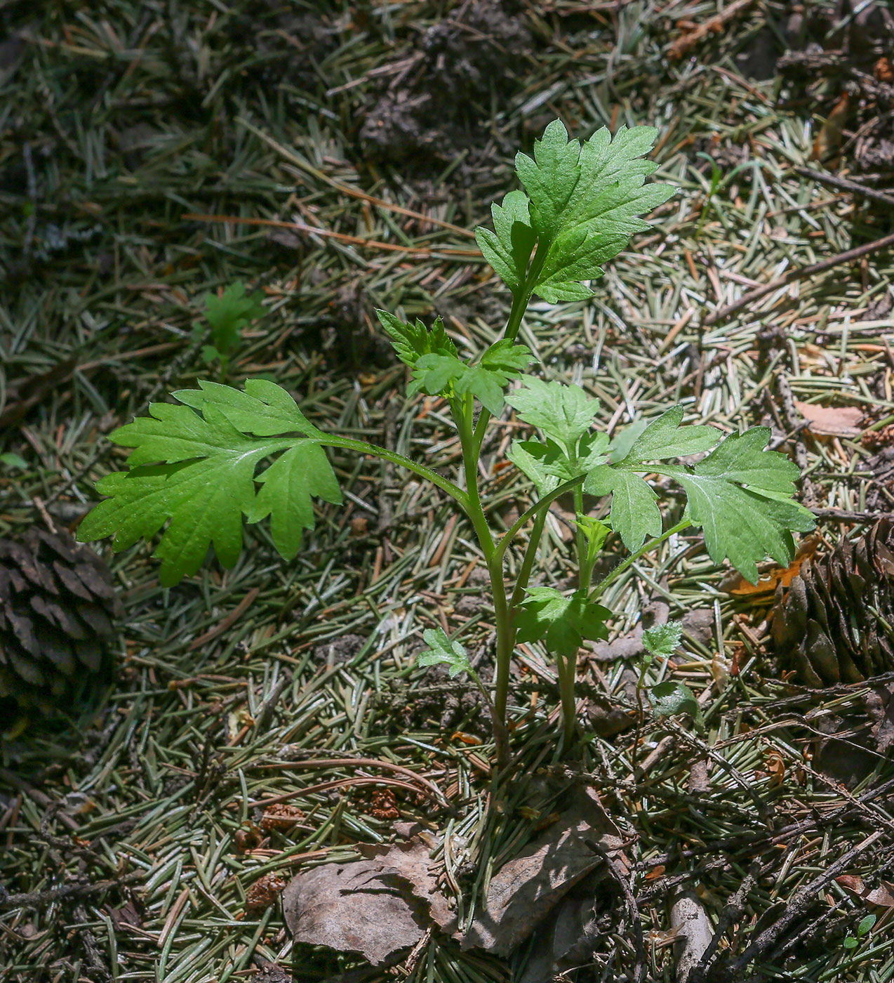 Image of Artemisia vulgaris specimen.