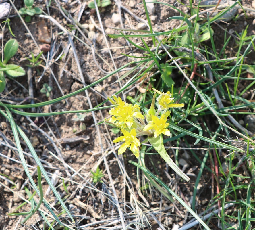 Image of genus Gagea specimen.